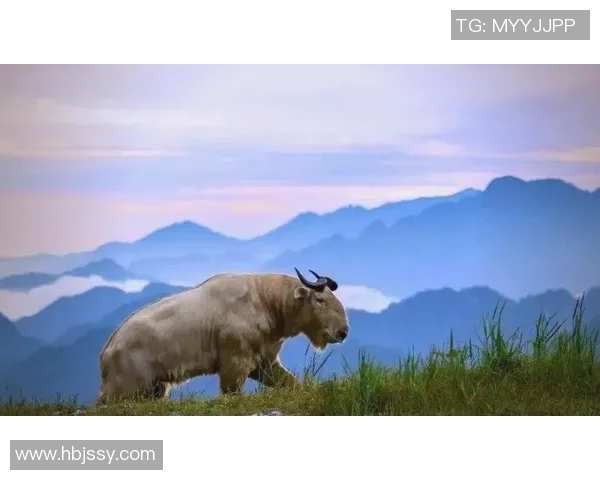 探索阿拉巴的历史与文化魅力，揭示其在现代社会中的独特地位与发展潜力